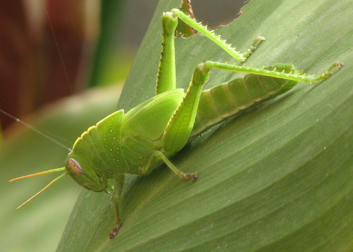 Anacridium aegyptium